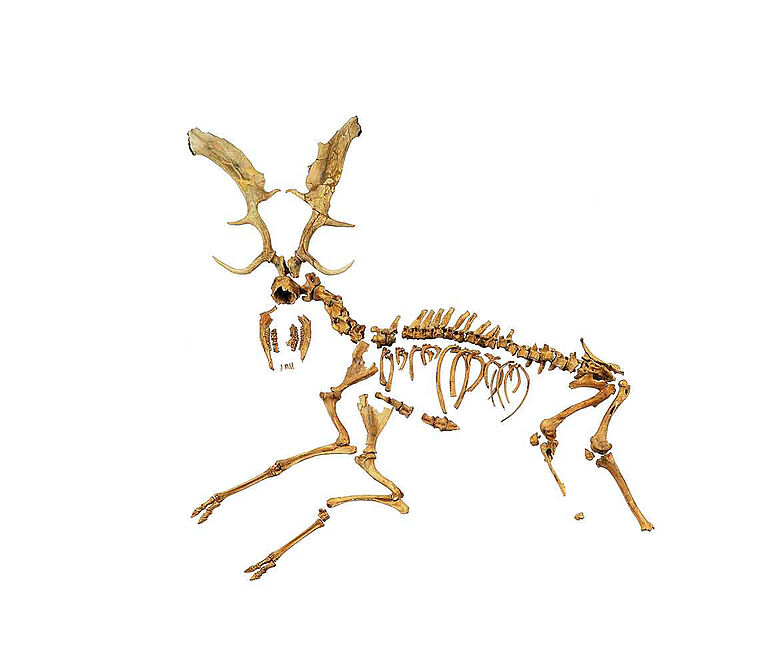 Damhirsch Skelett