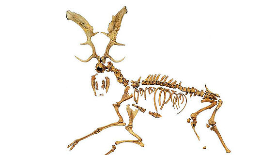 Damhirsch Skelett