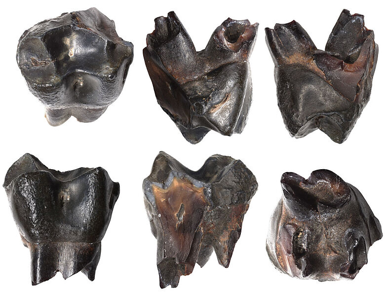 300.000 Jahre alter Milchzahn eines jungen Makaken aus Schöningen 300.000 Jahre alter Milchzahn eines jungen Makaken aus Schöningen