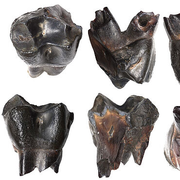 300.000 Jahre alter Milchzahn eines jungen Makaken aus Schöningen