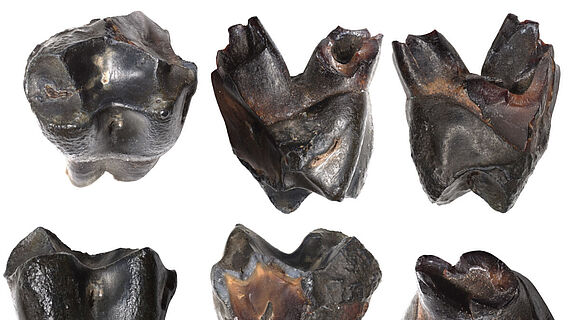 300.000 Jahre alter Milchzahn eines jungen Makaken aus Schöningen