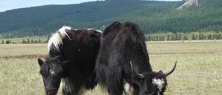 Grasende Wildyaks, Mongolei