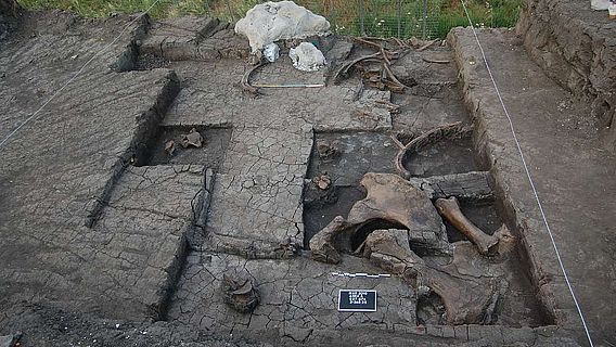 Ansicht der Ausgrabungsfläche mit einem Teil der freigelegten Elefantenknochen