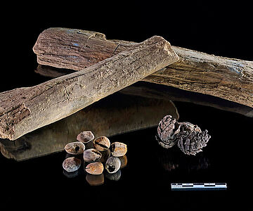 Lehringer Funde aus der Eem-Warmzeit