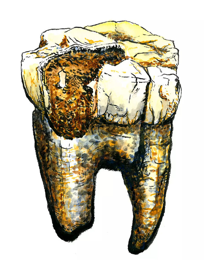 Zeichnung Australopithecus Backenzahn