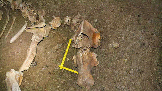 Fossile Knochen vom Höhlenbär