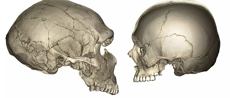 CT-Scans von Schädeln eines Neandertalers und eines modernen Menschen