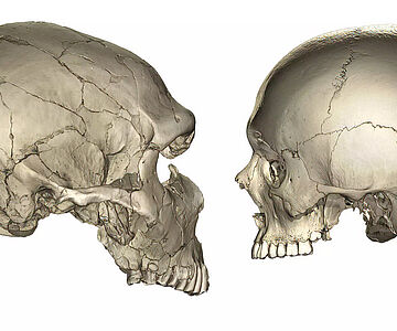 CT-Scans von Schädeln eines Neandertalers und eines modernen Menschen