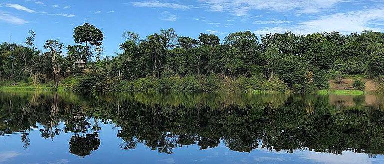 Paranussbaum in der Nähe eines Hauses am Flussufer