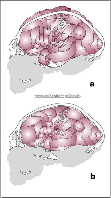 Neandertaler Gehirn
