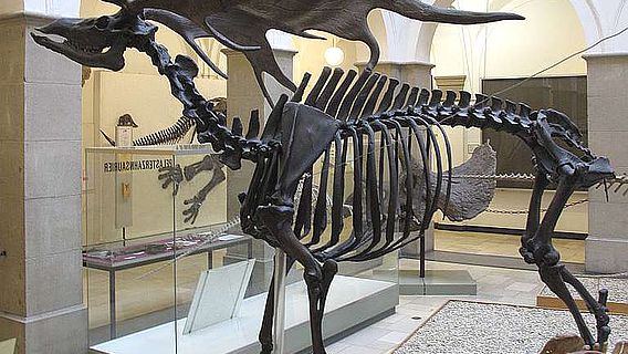 Riesenhirsch (Megaloceros giganteus)