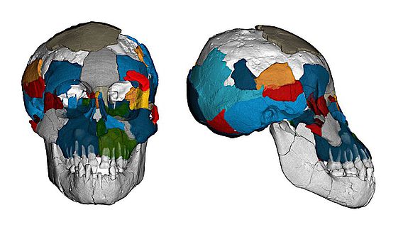 Drei Millionen Jahre alte Gehirnabdrücke in fossilen Schädeln der Art Australopithecus afarensis werfen ein neues Licht auf die Evolution des Gehirns