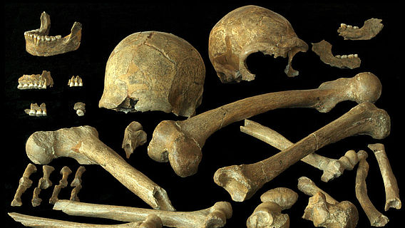 Neandertalerknochen aus Spy, Belgien