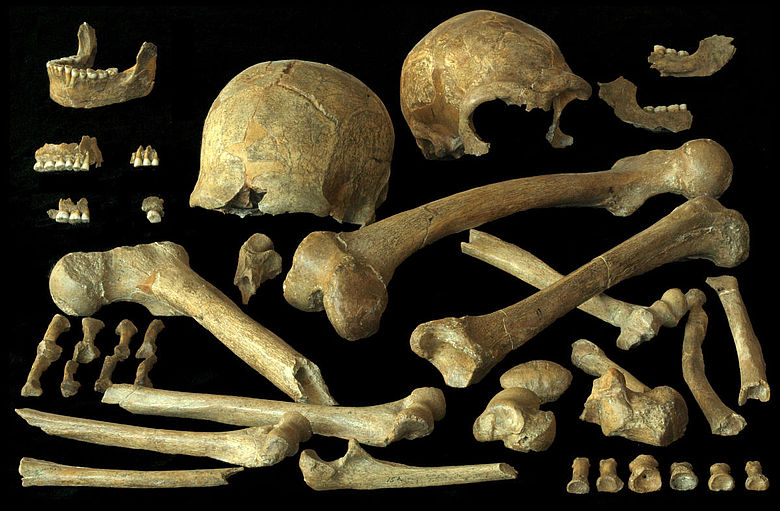 Neandertalerknochen aus Spy, Belgien
