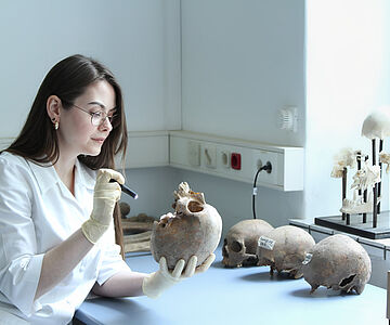 Untersuchung von Schädeln im Labor