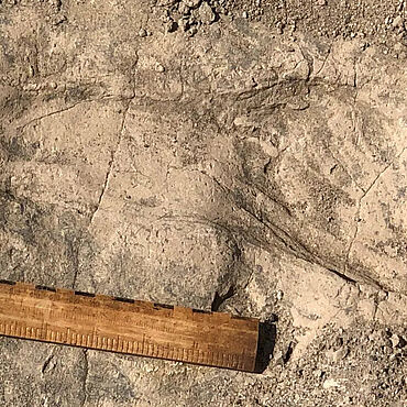 Fußabdruck eines Paranthropus boisei