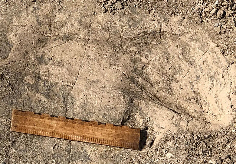 Fußabdruck eines Paranthropus boisei