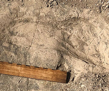 Fußabdruck eines Paranthropus boisei