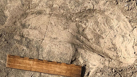 Fußabdruck eines Paranthropus boisei