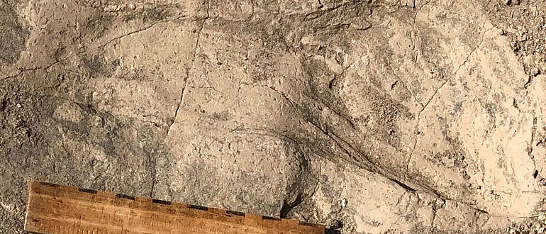 Fußabdruck eines Paranthropus boisei Fußabdruck eines Paranthropus boisei