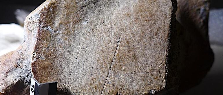 Tiefe Schnittspuren am Fersenbein eines männlichen Elefanten, der bei seinem Tod etwa 50 Jahre alt war