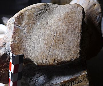 Tiefe Schnittspuren am Fersenbein eines männlichen Elefanten, der bei seinem Tod etwa 50 Jahre alt war