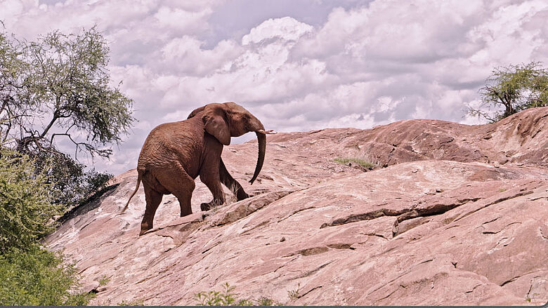 Afrikanischer Elefant am Mount Kenya Afrikanischer Elefant am Mount Kenya