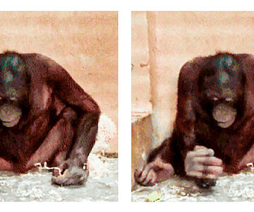 Orang Utan mit Steinwerkzeug