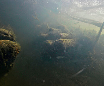 Biberschäden an prähistorischen Hölzern