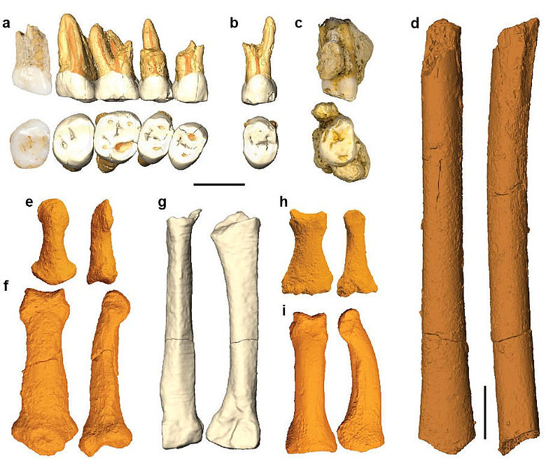 Fossile Überreste des Homo luzonensis
