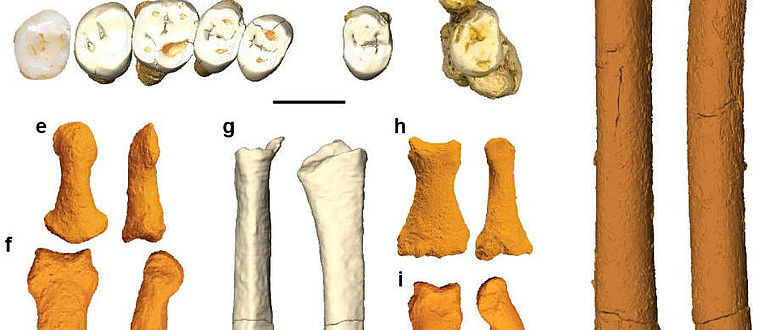 Fossile Überreste des Homo luzonensis Fossile Überreste des Homo luzonensis