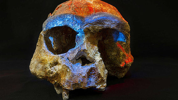 Homoe erectus Schädel aus Sangiran
