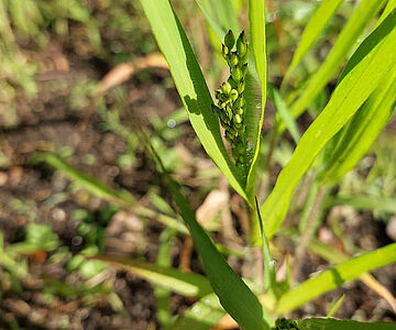 Rispenhirse auf Versuchsfeld