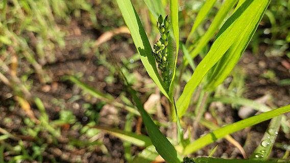 Rispenhirse auf Versuchsfeld