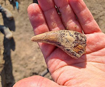 Eckzahn eines senilen Höhlenbären, Endsee