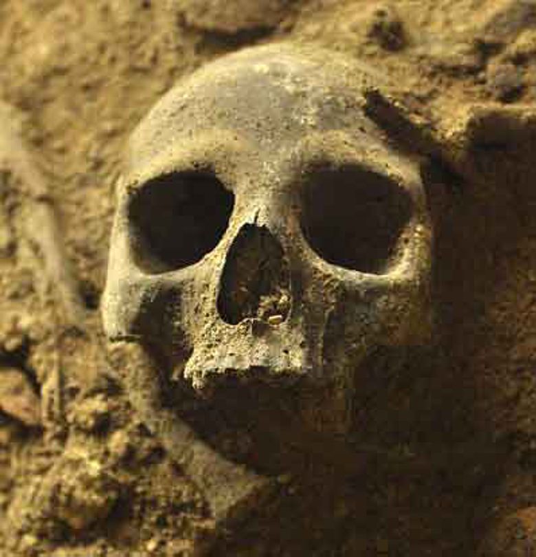 Gut erhaltener Schädel in der neu entdeckten südlichen Kammer