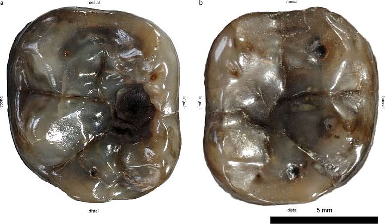Die untersuchten Zähne des Dryopithecus carinthiacus