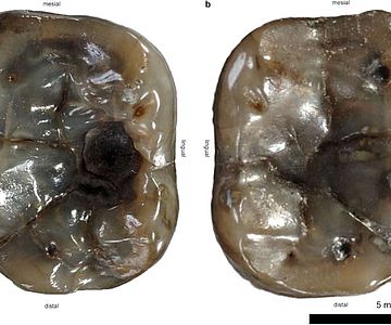 Die untersuchten Zähne des Dryopithecus carinthiacus