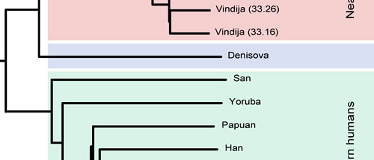 »Genetischer Stammbaum« von Neanderthalern und modernen Menschen.