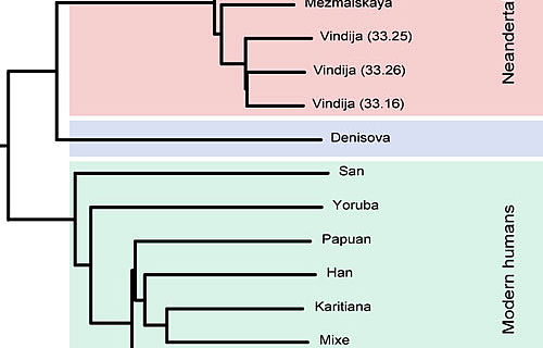 »Genetischer Stammbaum« von Neanderthalern und modernen Menschen.