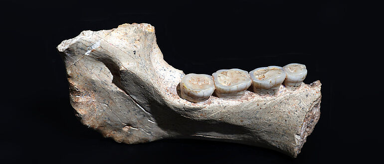773.000 Jahre alter Unterkiefer ThI-GH-1