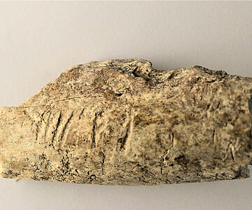 Knochen mit Schnittspuren