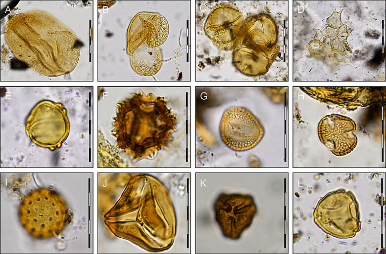 Pollen aus dem mesolithischen Grab von Bad Dürrenberg Pollen aus dem mesolithischen Grab von Bad Dürrenberg