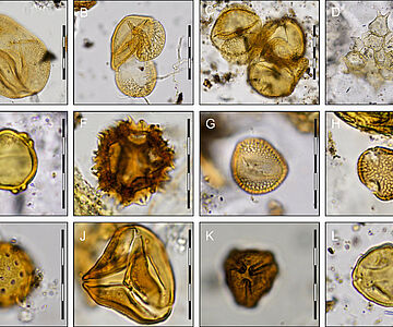 Pollen aus dem mesolithischen Grab von Bad Dürrenberg