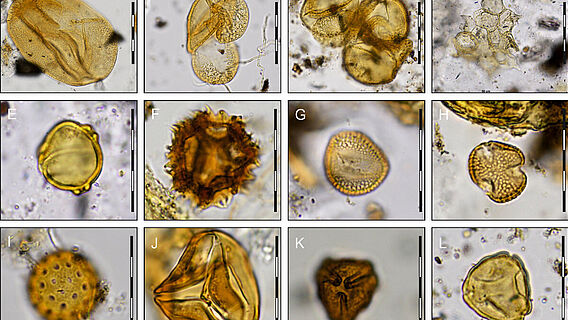 Pollen aus dem mesolithischen Grab von Bad Dürrenberg