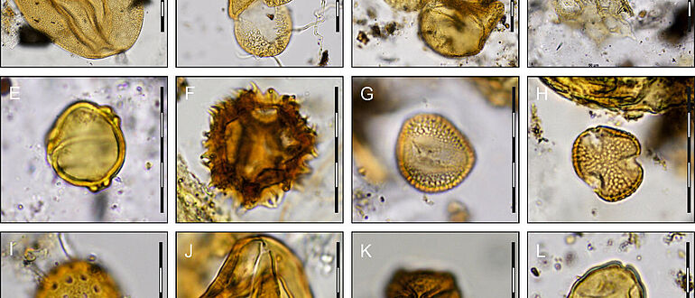 Pollen aus dem mesolithischen Grab von Bad Dürrenberg
