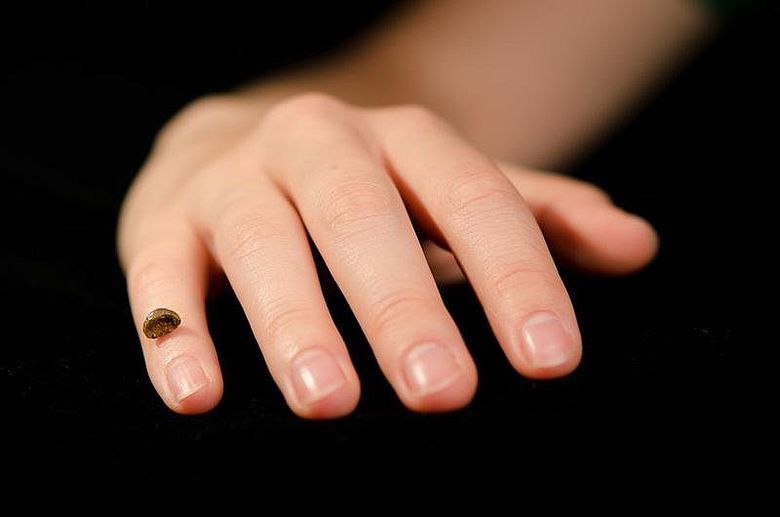 Replik des Fingerknochenfragments eines Denisova-Menschen auf einer menschlichen Hand. (&copy; MPI für evolutionäre Anthropologie)