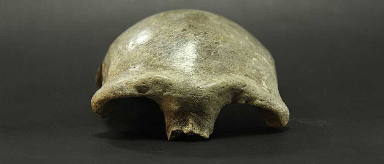 Schädeldecke aus dem Salkhit-Tal in der Mongolei