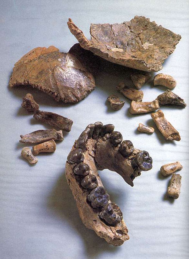 Das Fossil Olduvai Hominid 7