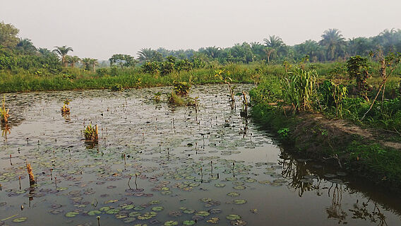 Feuchtlandschaft südlich der Sahara